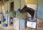 Gronkowski in his stall at Belmont Park the morning after placing second in the Belmont Stakes
