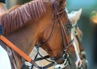 Justify at Churchill Downs