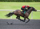 A Dialed In colt consigned as Hip 332 breezes an eighth-mile in :09 4/5 for the Ocala Breeders' Sales June 2-year-olds in training sale