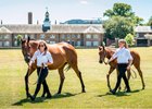 Belle Josephine and her Pivotal colt at the Goffs London Sale