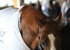Justify walking the shedrow at Belmont Park