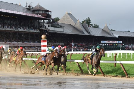 Diversify - Horse Profile - Bloodhorse