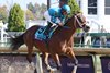 Roy H with Paco Lopez wins the Twinspires Breeders’ Sprint (G1) at Churchill Downs on November 3, 2018. Peter Miller