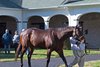 Dominus at Spendthrift