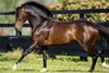 Dundeel at Arrowfield Stud