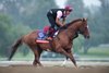Starspangledbanner ahead of the Breeders Cup at Santa Anita, California
1.11.12 Pic: Edward Whitaker