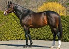 Trinniberg at Rockridge Stud