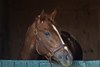 After rolling in his shavings, the colt posed. Master Fencer with Yosuke Kono up works the colt 4 furlongs in :52 as he prepares for the Belmont Stakes May 22, 2019 in Lexington, KY.