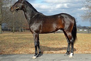 Havre De Grace Retired With Ankle Injury Bloodhorse