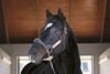 Medaglia d'Oro at Darley Godolphin near Lexington, Ky., on January 21, 2019.