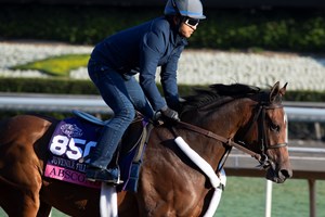 Quiet American Euthanized At 30 Bloodhorse