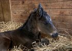 The first foal by Mo Town is a colt out of Dark Dolores born Jan. 14 in New York
