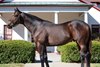 Ransom the Moon at Calumet Farm