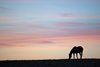 Sunrise scene with broodmare on
March 26, 2020 in Versailles, KY.