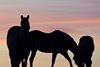 Mares at sunrise on
March 26, 2020 in Versailles, KY.