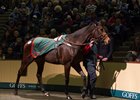 Irish Oaks winner Chicquita sells for €6million to Ross and Peter Doyle Goffs November Sale Pic: Patrick McCann 22.11.2013