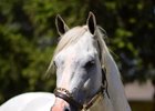 Calculator will join the Breakway Farm stallion roster for the upcoming breeding season