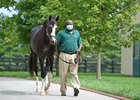 Asa Haley puts Honor A. P. on display Sept. 15 at Lane's End Farm