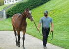 The Gormley colt consigned as Hip 1367 is shown at the Keeneland September Sale