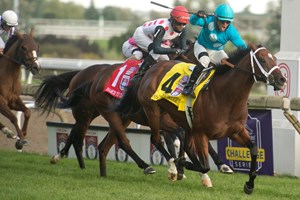 Jockey Justin Stein guides Starship Jubilee to victory in thee $1,000,000 dollar Ricoh Woodbine Mile.Starship Jubilee is trained by Kevin Attard and owned by Blue Heaven Farm. Michael Burns Photo