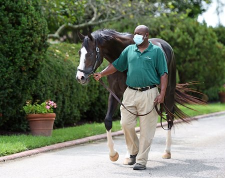 HONORABLE HOMECOMING: Honor A. P. is paraded upon his Sept. 15 arrival at Lane's End Farm by groom Asa Haley, who also groomed the young stallion's legendary grandsire A.P. Indy
