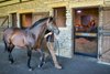 Xalapa Farm 2020
Stallion move to Xalapa property. Bayern arrives at Xalapa.