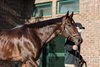 Tom's d'Etat at WinStar Farm
