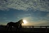 Handler walks a sales horse
Keeneland January Sales at Keeneland near Lexington, Ky., on Jan. 14, 2021.