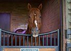 Kantharos in his stall
Scenes at Hill ’n’ Dale (Xalapa) near Paris, Ky., on April 14, 2021.