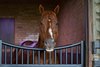 Kantharos in his stall
Scenes at Hill ’n’ Dale (Xalapa) near Paris, Ky., on April 14, 2021.