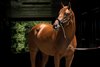 Known Agenda at Spendthrift Farm