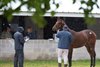 Rainy scene as Hip 2912 a filly by Exaggerator out of Say’s Who at Garrencasey Sales is shown.
Keeneland September yearling sales on Sept. 22, 2021.