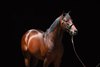 Echo Town at Ashford Stud