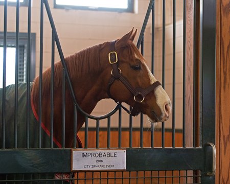 Improbable at WinStar Farm in 2022