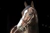 Upstart at Airdrie Stud