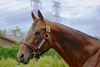 Real Steel at Shadai Stallion Station