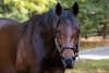 Early Voting at Ashford Stud near Versailles, Ky., on Oct. 25, 2022.