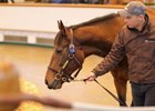 Lot 130 Now Or Never (IRE) 2013 B.M. BY Bushranger (IRE) EX Queenofthefairies (GB) Tweenhills Farm & Stud BBA Ireland 250,000
Tattersalls February Sale
02/02/2023