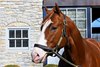 Jack Christopher at Ashford Stud near Versailles, Ky., on Jan. 27, 2023