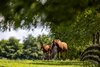 Mares and foals relaxing in the mid-afternoon sun at the Irish National Stud.
Photo: Patrick McCann/Racing Post
22.06.2023