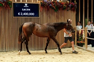 Hip 214 the sale-topping Dubawi colt at Arqana's August Sale. 