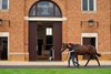 Tattersalls Book 1 Sale 01/10/2023