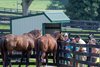 Special Ring and Sun King on a weekly tour.
Retired horses at Old Friends in Georgetown, Ky., on Aug. 19, 2023.