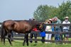 Michael Blowen giving his weekly tour with Touch Gold
Retired horses at Old Friends in Georgetown, Ky., on Aug. 19, 2023.