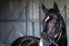 in the stallion barn
Violence at Hill ānā Dale near Paris, Ky., on Oct. 4, 2023.