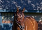Cody’s Wish at Godolphin/Darley Jonabell in Lexington, Ky., on Nov. 16, 2023