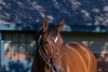 Cody’s Wish at Godolphin/Darley Jonabell in Lexington, Ky., on Nov. 16, 2023