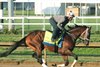 Catching Freedom gallops at Churchill Downs