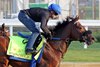 Stonghold breezes April 28 at Churchill Downs