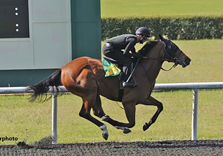 The Tiz the Law filly consigned as Hip 365 breezes a quarter-mile in :20 1/5 at the OBS Spring Sale under tack show 